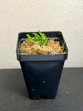 California Pitcher Plant (Cobra Lily) - Darlingtonia californica - Unique Carnivorous Plant in 2” Pot, Healthy and Thriving