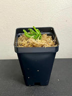 California Pitcher Plant (Cobra Lily) - Darlingtonia californica - Unique Carnivorous Plant in 2” Pot, Healthy and Thriving