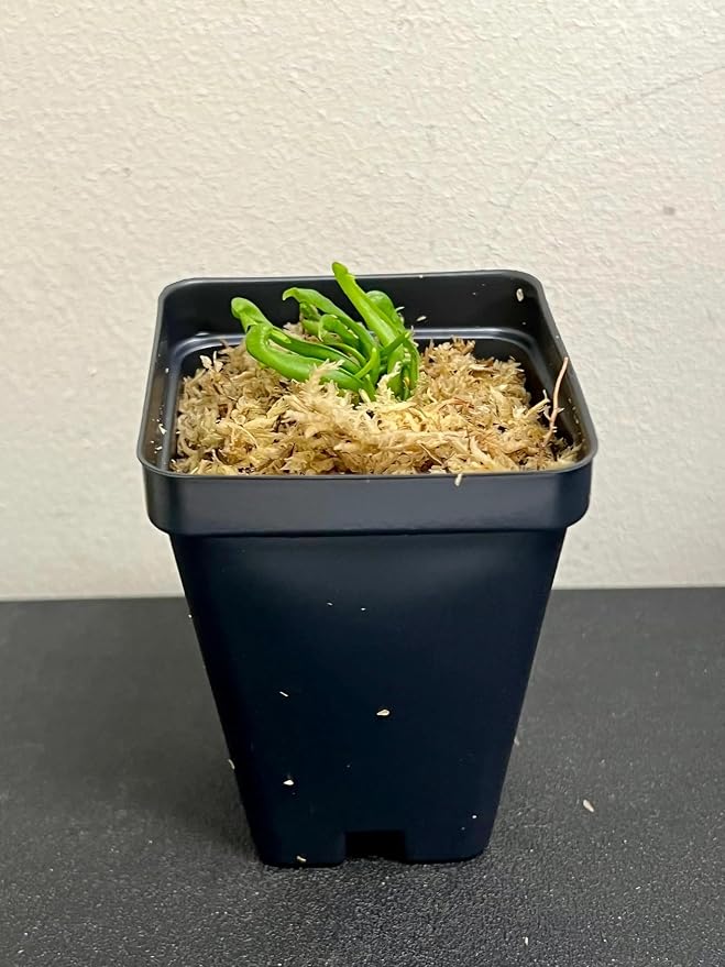 California Pitcher Plant (Cobra Lily) - Darlingtonia californica - Unique Carnivorous Plant in 2” Pot, Healthy and Thriving