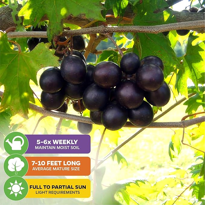Southern Home Muscadine Grape - Vitis rotundifolia by Wellspring Gardens - Stunning Ornamental Vine, Grapevine for Southern Gardens, Unique Oak-Shaped Leaves, Juicy Black Grapes - Starter Plant