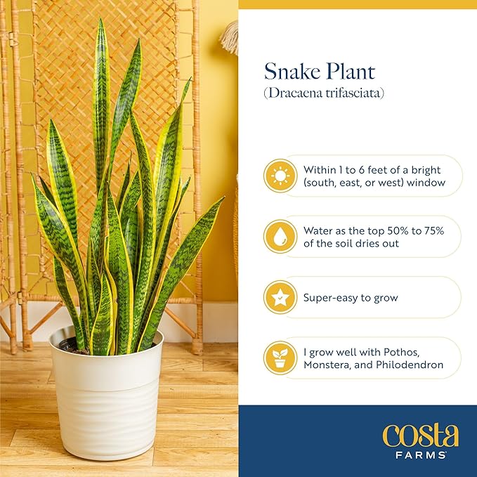 Costa Farms Snake Plant, Extra Large Live Plant in Plastic Pot, Easy to Maintain, Air Purifying Succulent Indoor Houseplant, Assorted Variety, Home, Room, or Boho Decor, 3-4 Feet Tall