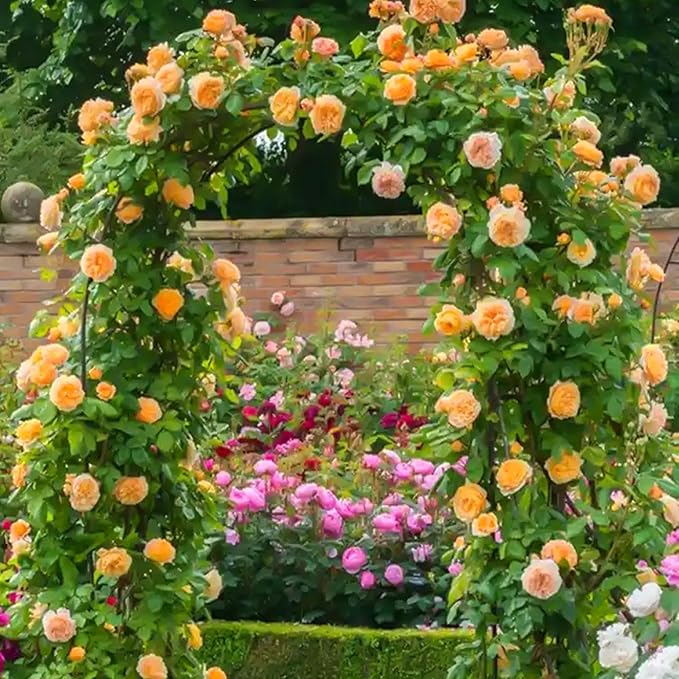 Mix Climbing Rose Seeds for Planting, 250+pcs Rare Climbing Rose Flower Seeds Plants, Heirloom Non-GMO Bush Vine Cover Hybrid Climber Rosa Flowers for Home Garden Outdoors