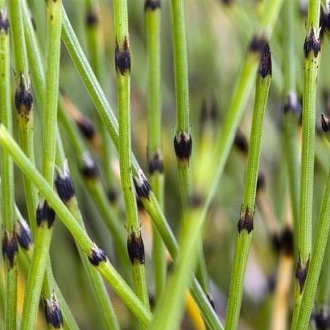 Dwarf Horsetail Rush, a Great Live Pond Plant for Your Water Garden. Filters The koi and Goldfish Pond. Good for Bogs, Plant Shelf or Shallow Water This marginal Aquatic is a Real Beauty