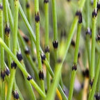 Dwarf Horsetail Rush, a Great Live Pond Plant for Your Water Garden. Filters The koi and Goldfish Pond. Good for Bogs, Plant Shelf or Shallow Water This marginal Aquatic is a Real Beauty