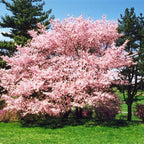Accolade Cherry Blossom Tree, Elegant Blooms, 7 gal. Nursery Pot, 4–5 ft Tree Height (Due to Agricultural Laws, we Cannot Ship to CA, AZ, AK, or HI)