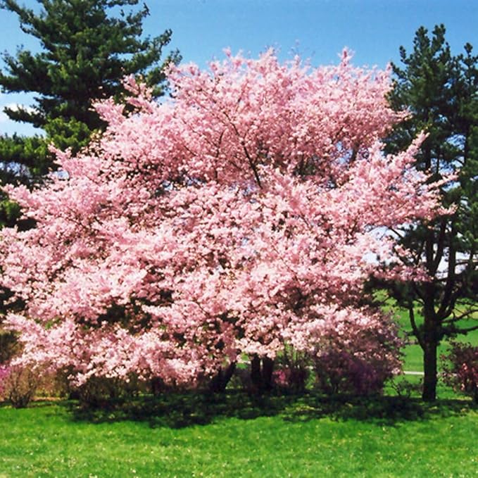 Accolade Cherry Blossom Tree, Elegant Blooms, 7 gal. Nursery Pot, 4–5 ft Tree Height (Due to Agricultural Laws, we Cannot Ship to CA, AZ, AK, or HI)