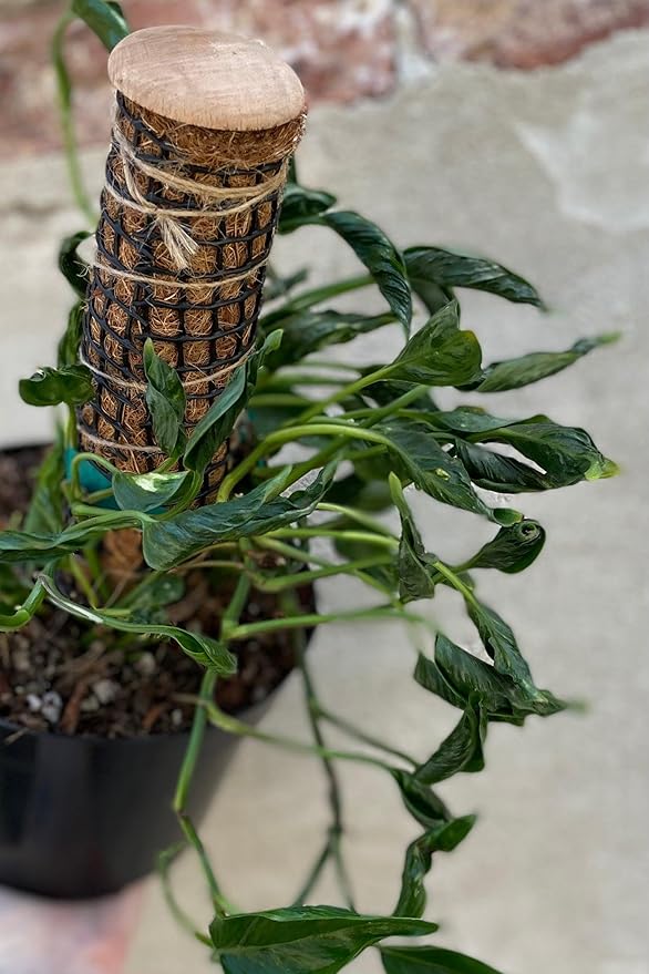 RedCrocus Pothos, Devil's Ivy- Assorted Epipremnum aureum Indoor Plant, Trailing, Easy Care, Air Purifier, Pet Safe for Humans 10" Pot