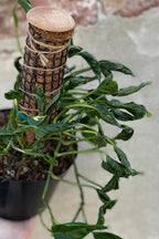 RedCrocus Pothos, Devil's Ivy- Assorted Epipremnum aureum Indoor Plant, Trailing, Easy Care, Air Purifier, Pet Safe for Humans 10" Pot