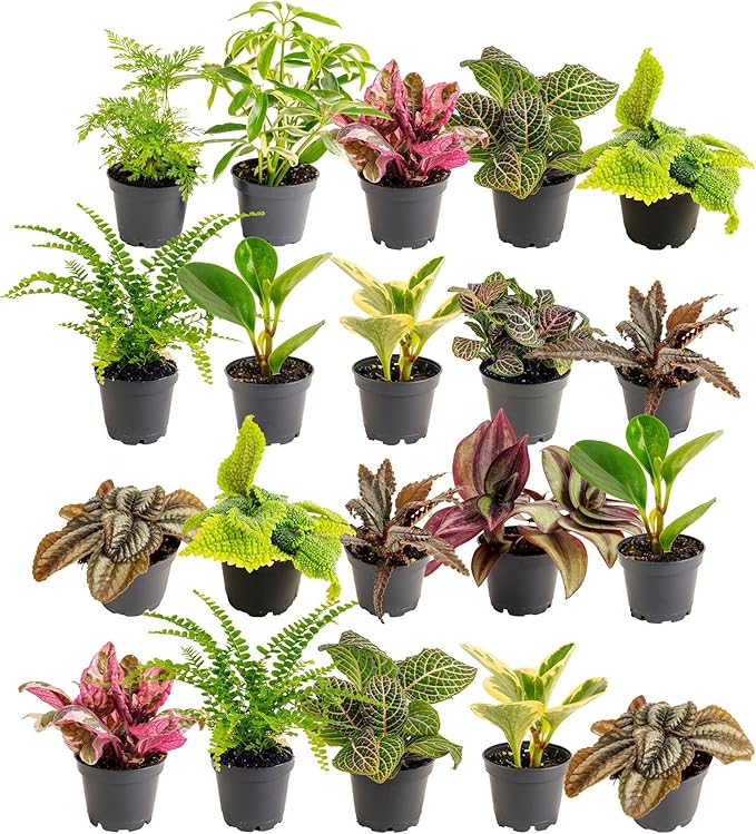 Costa Farms Mini Live Indoor Houseplants (20-Pack), Starter Plants in Nursery Pots, Assorted Foliage Mix (Varieties May Vary), Bulk Tiny Plants for DIY Terrariums, Party Favors, and Home Office Decor
