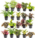 Costa Farms Mini Live Indoor Houseplants (20-Pack), Starter Plants in Nursery Pots, Assorted Foliage Mix (Varieties May Vary), Bulk Tiny Plants for DIY Terrariums, Party Favors, and Home Office Decor