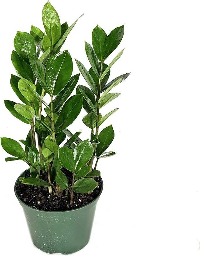 Air Purifying Houseplant Multi-Pack - 3 Live Plants in 6 Inch Pots - ZZ Zamioculcas Zamiifolia, Dracaena Janet Craig, Neanthe Bella Parlor Palm - Easy Care Indoor Houseplants