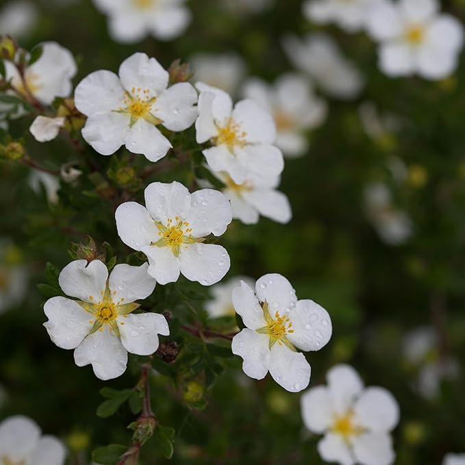 Proven Winners Happy Face White Potentilla (Dasiphora fruticosa) Live Plant, 4.5" Qt, 4 Pack