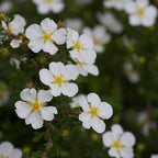 Proven Winners Happy Face White Potentilla (Dasiphora fruticosa) Live Plant, 4.5" Qt, 4 Pack