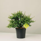 RedCrocus Coral Beauty Cotoneaster- Evergreen Ground Cover, Drought Tolerant, Pet Safe, Low Maintenance Plant for Landscaping & Erosion Control 3 Gallon
