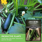 Survival Garden Seeds - Black Beauty Zucchini Seed for Planting - 5 Packs with Instructions to Plant & Grow Dark Green Summer Squash Plants in Your Home Vegetable Garden - Non-GMO Heirloom Variety
