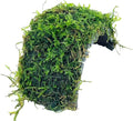 Java Moss Freshwater Live Aquarium Plants on Coconut Shell Driftwood Bridge Perfect for Fish Tank Decoration