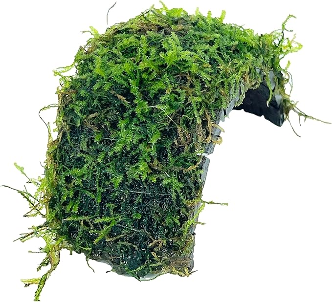 Java Moss Freshwater Live Aquarium Plants on Coconut Shell Driftwood Bridge Perfect for Fish Tank Decoration