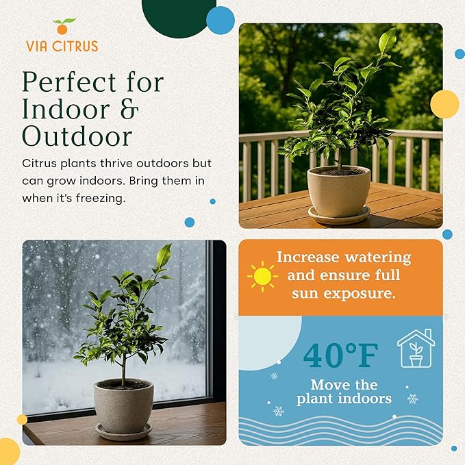 Key Lime Tree Live Plants 13" - 22" Tall – Indoor Outdoor Fruit Tree Plant Growing, Live Citrus Tree Mothers Day Gift for Mom Home Garden Patio and Decor Use, Cannot Ship CA AZ TX LA by Via Citrus