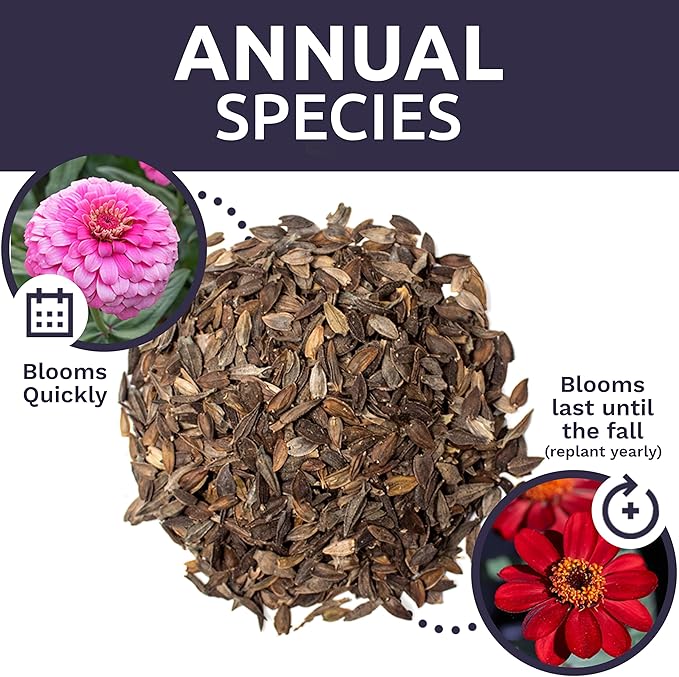 Bulk Zinnia Seeds - California Giants Mix - 1 Pound Bag Over 48,000 Flower Seeds - Mixed Colors and Large Blooms