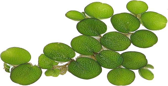 24 Water Spangles (Salvinia Minima), Live Aquarium/Aquatic/Floating/ Pond/Beginner Plant by G&Z