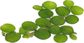 24 Water Spangles (Salvinia Minima), Live Aquarium/Aquatic/Floating/ Pond/Beginner Plant by G&Z