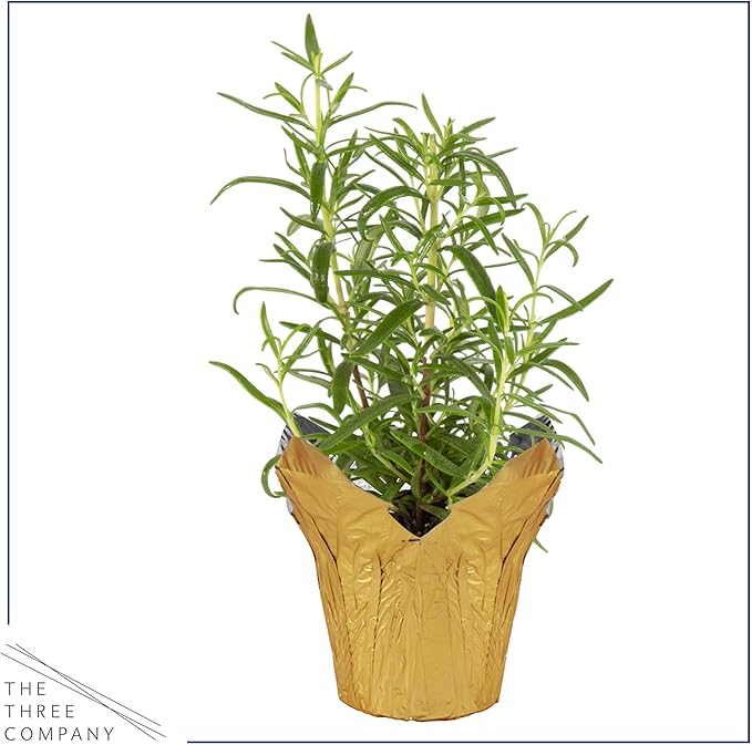 Live Aromatic and Healthy Herb - Rosemary, Improves Breathing, Wrapped in Deco Cover, 14" Tall by 6" Wide in 1.25 Quart Pot