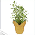 Live Aromatic and Healthy Herb - Rosemary, Improves Breathing, Wrapped in Deco Cover, 14" Tall by 6" Wide in 1.25 Quart Pot