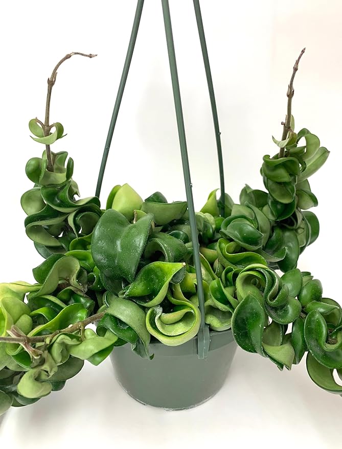 Hoya Compacta aka Hoya Hindu Rope Available in Large 6" Hanging Pot - Live Hoya Plant Air-Purifying Vine (XXL 6" Hanging Pot, Vines 1-3ft Long)
