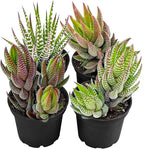 Succulent Plants (4 Pack), Live Succulents Fully Rooted in 2" Grower Pots, Unique Potted House Plant for DIY, Home Decor, Wedding Party Favor (Haworthia Varieties)