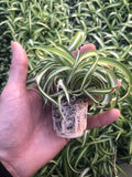 2 Pack ~ Spider Plant ~ Bonnie Curly Spider Plant ~ Live Plant for Home Office Decor ~ Air Purifying, Low Maintenance, Curly Foliage, Indoor Outdoor