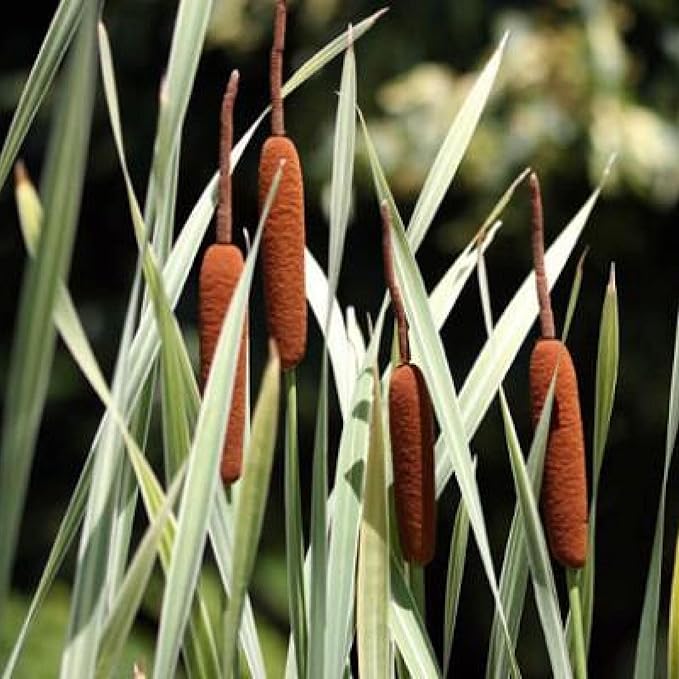 Chalily Variegated Cattail,a Great Live Pond Plant for Your Water Garden. Filters The koi and Goldfish Pond. Good for Bogs, Plant Shelf or Shallow Water This marginal Aquatic is a Real Beauty