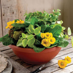 The HC Companies 24 Inch Large Garden Bowl Planter - Shallow Plant Pot with Drainage Plug for Indoor Outdoor Flowers, Herbs, Clay