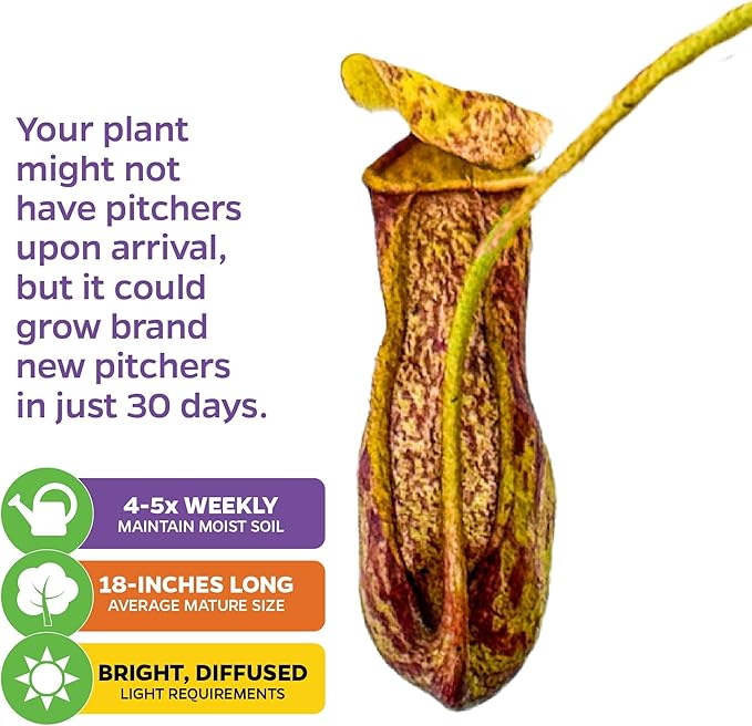 St. Gaya Pitcher Plant - Carnivorous Nepenthes by Wellspring Gardens - Unique Pitchers, Easy-Care, Indoor Plant, Striking Housplant - Fascinating Carnivorous - Starter Aquatic Plant (2-Pack)