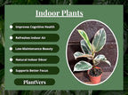 PLANTVERS Variegated Ficus Elastica ‘Tineke’ in a 4" Grow Pot - Easy-Care Indoor Houseplant - Ficus Elastica Live Houseplant - Low-Maintenance Tropical Indoor Plant