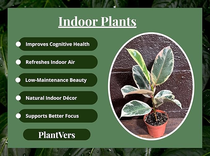 PLANTVERS Variegated Ficus Elastica ‘Tineke’ in a 4" Grow Pot - Easy-Care Indoor Houseplant - Ficus Elastica Live Houseplant - Low-Maintenance Tropical Indoor Plant