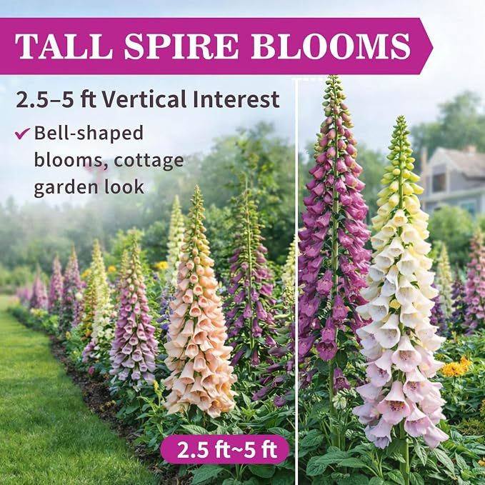 350,000+ Foxglove Seeds for Planting - Digitalis Purpurea Seeds, Tall Ornamental Flower Seeds for Outdoor Cottage and Pollinator Gardens
