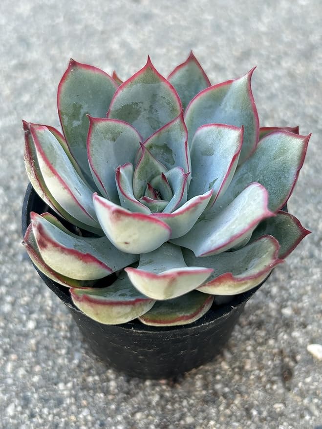 Succulent Plant, Blue-Green with Red Edges, Live Rosette, Indoor Outdoor Decor