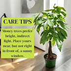 Live Money Tree Plant in 6 Inch Pot - Easy to Grow Air Purifying Live Plants Indoor Houseplants for Home Office Wedding Decorations & Birthday Gift (Heat Pack Included)