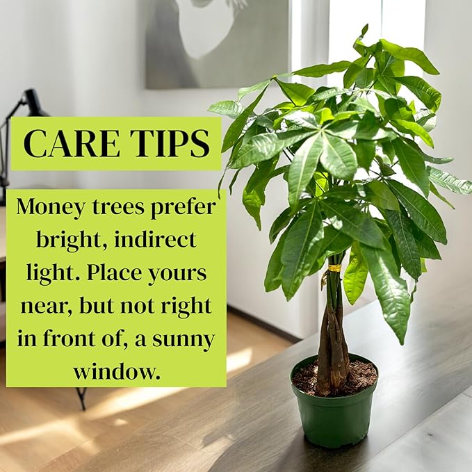 Live Money Tree Plant in 6 Inch Pot - Easy to Grow Air Purifying Live Plants Indoor Houseplants for Home Office Wedding Decorations & Birthday Gift (Heat Pack Included)