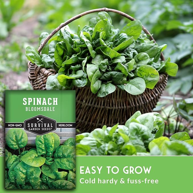 Bloomsdale Spinach Seeds for Planting | Heirloom Non-GMO Variety for Home Vegetable Gardens – Cold Hardy, Fast Growing Greens for Fall, Winter, Spring – Survival Garden Seeds (2 Packs)