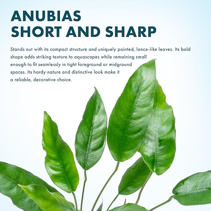 SubstrateSource Anubias Live Aquarium Plants - Potted Freshwater Plant for Fish Tanks, Terrariums - Beginner Friendly Low Light (Short and Sharp, Mother Plant)