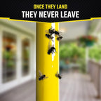 Black Flag Fly Stick, 2 Count