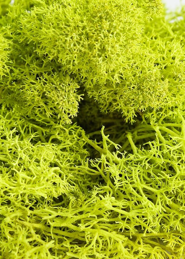 Super Moss (21708) Reindeer Moss Preserved, Chartreuse, Appx. 2 Ounce