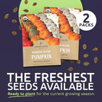 Organic Rainbow Blend Pumpkin Seeds – Two Seed Packets! Over 15 Open Pollinated Non-GMO Seeds – Sweet Yards Seed Co.