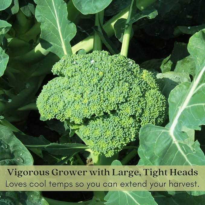 Clovers Garden Broccoli Marathon Plants- Two (2) Live Plants – Non-GMO - Not Seeds - Each 4" to 8" Tall – in 4" Inch Pots - High-Yield, Cold Tolerant