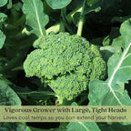 Clovers Garden Broccoli Marathon Plants- Two (2) Live Plants – Non-GMO - Not Seeds - Each 4" to 8" Tall – in 4" Inch Pots - High-Yield, Cold Tolerant