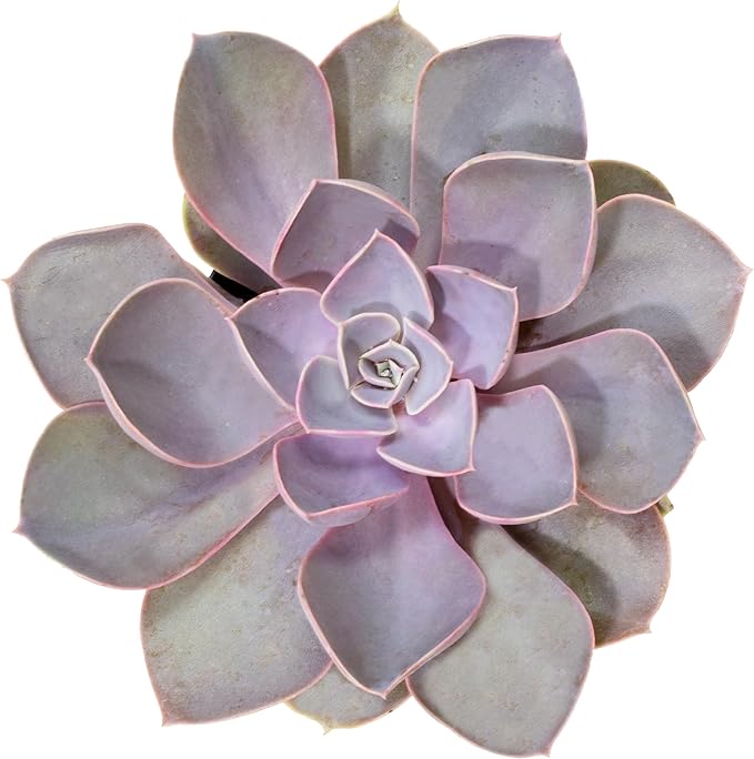 Altman Plants, Perle Von Echeveria Succulent Plants Live Succulents Plants Live with Pot, Live Indoor Plants Live Houseplants Live Indoor House Plants Indoors Live Plants Outdoor Plants Live Plant Pot