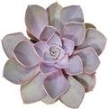 Altman Plants, Perle Von Echeveria Succulent Plants Live Succulents Plants Live with Pot, Live Indoor Plants Live Houseplants Live Indoor House Plants Indoors Live Plants Outdoor Plants Live Plant Pot