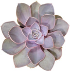 Altman Plants, Perle Von Echeveria Succulent Plants Live Succulents Plants Live with Pot, Live Indoor Plants Live Houseplants Live Indoor House Plants Indoors Live Plants Outdoor Plants Live Plant Pot