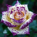 150+ Rare Rose Seeds for Planting - Heirloom Rose Seeds Bushes Gardening Bush Vine Climber Long-Blooming Beautiful Flower Potted Plant Home Garden